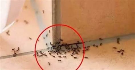 家裡突然很多螞蟻